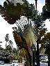 SPFanPalm.jpg